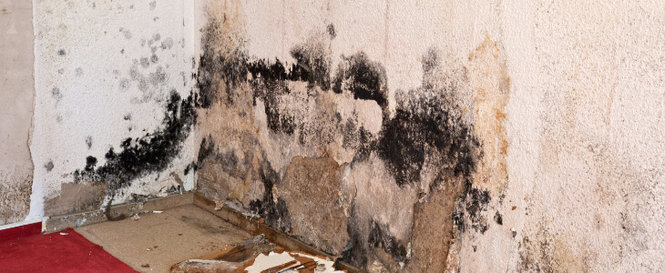 image of toxic mold on a wall