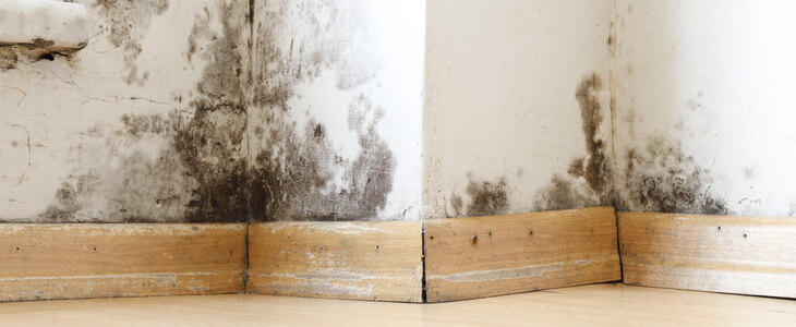 A school floor with dangerous mold exposure on the walls