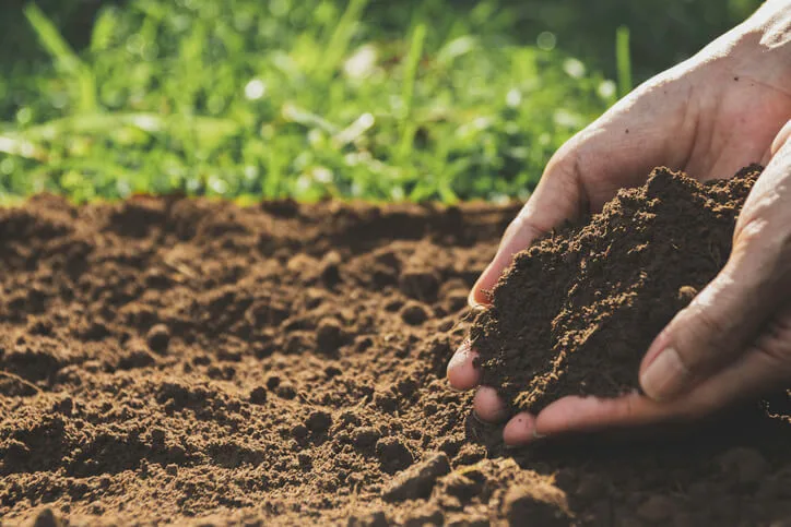 Person holding soil