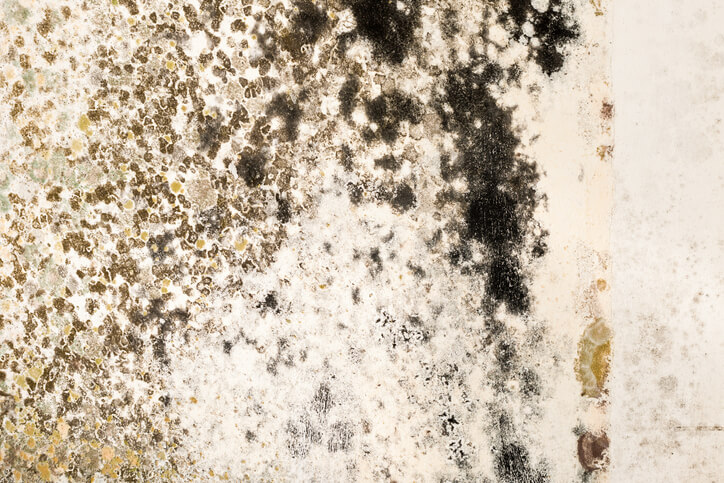 Mold on a wall