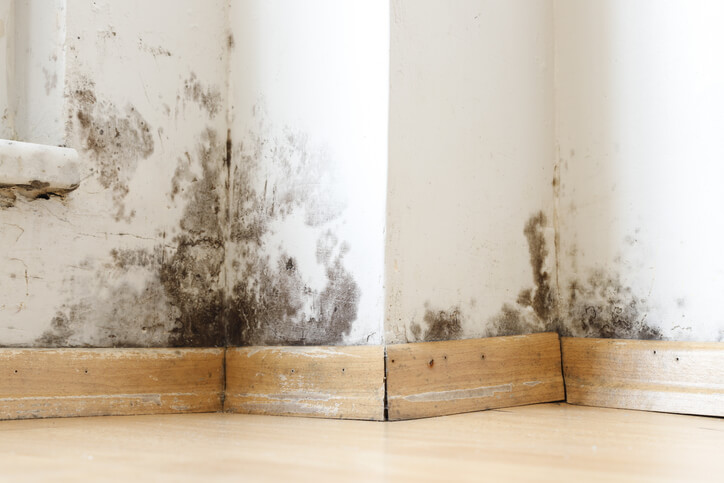 Mold on the walls of apartment