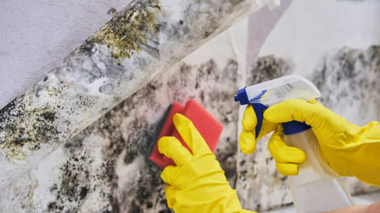Person cleaning up mold