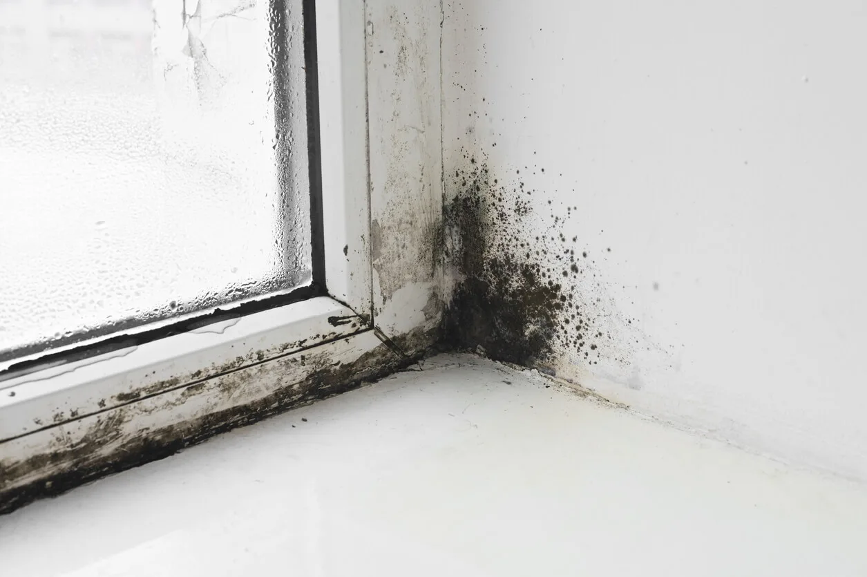 Mold next to a window