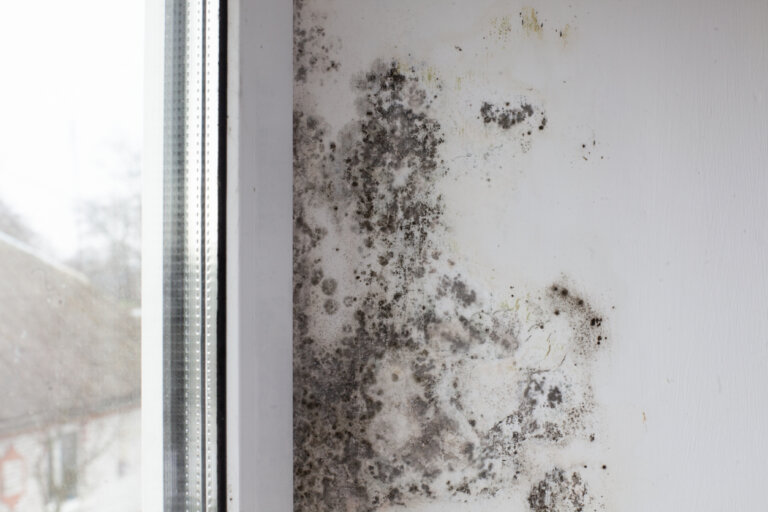 Mold by a window