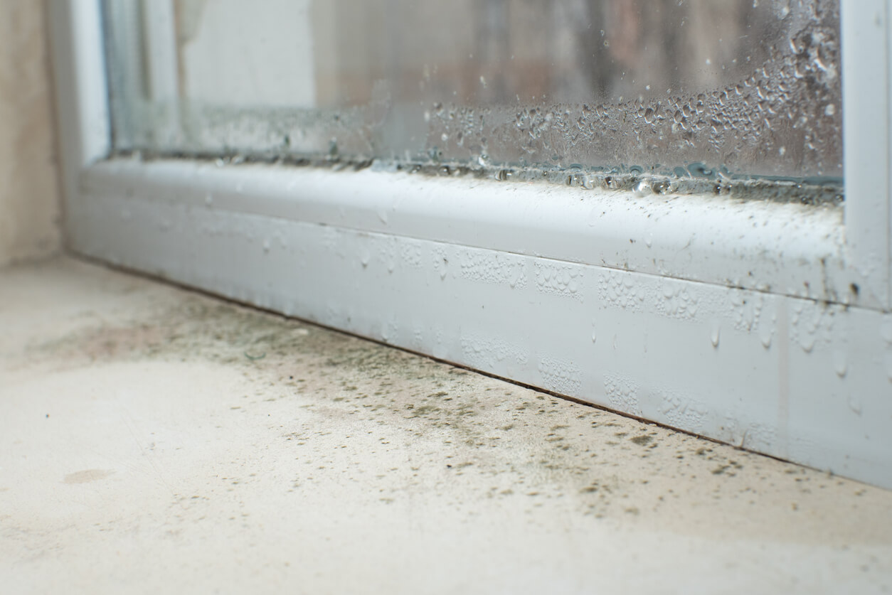 Most Common Causes of Mold Growth in Indoor Environments