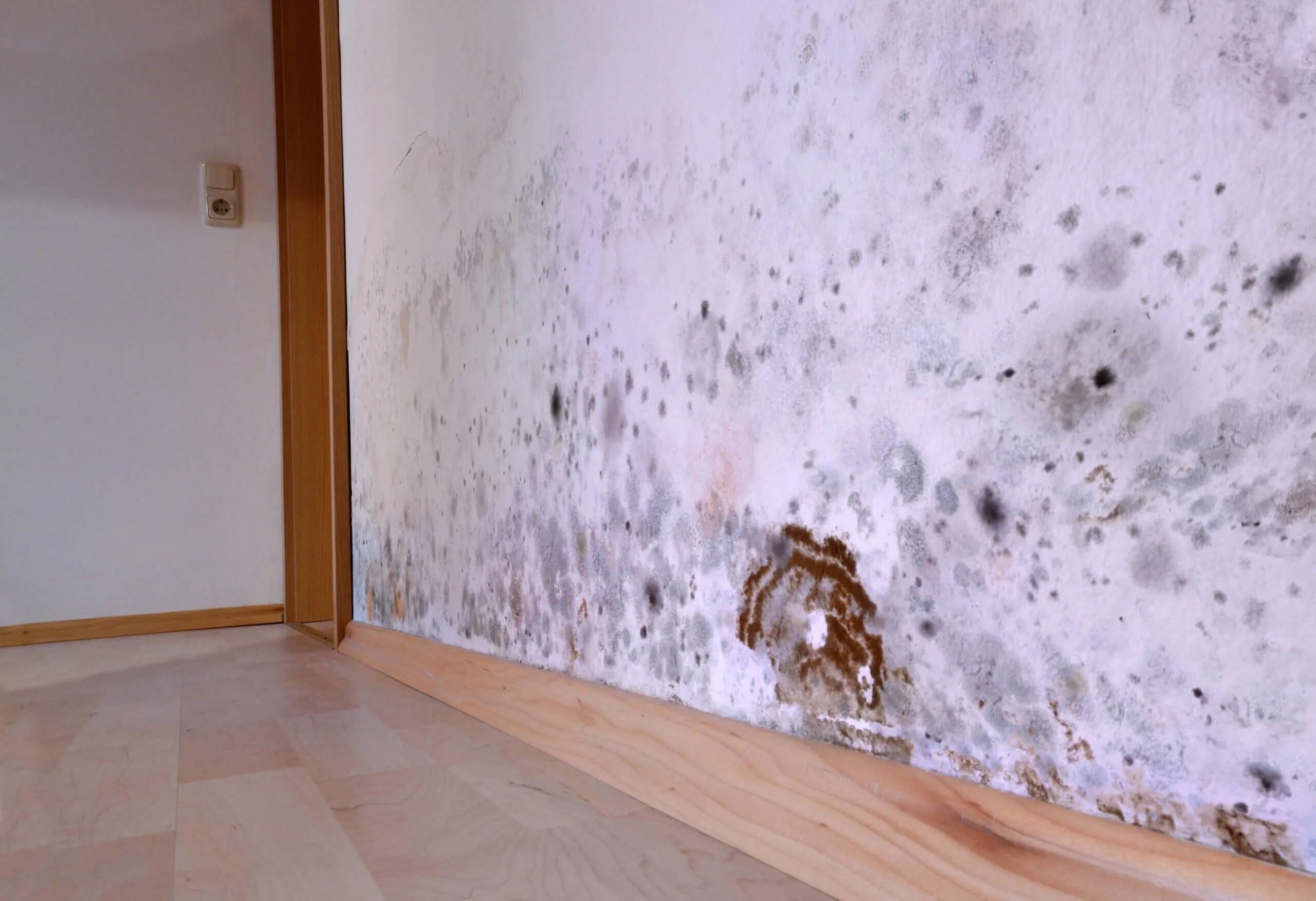 toxic mold on wall